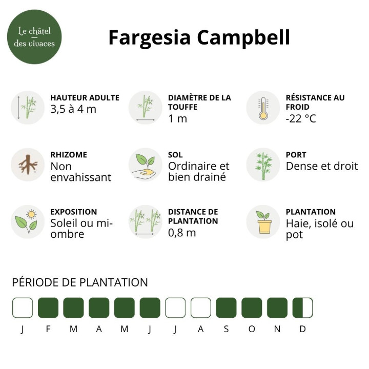 Informations Bambou Fargesia robusta Campbell
