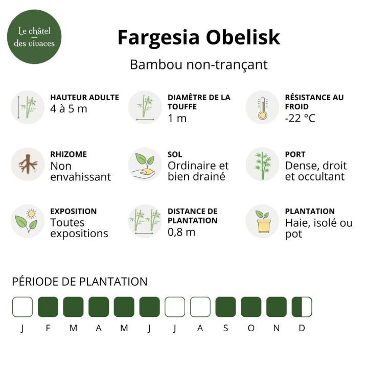 Fargesia Obelisk | Bambou non traçant | Grande Haie