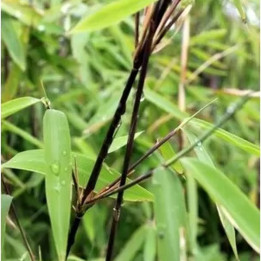 Fargesia nitida Black Pearl - bambou non traçant 2m