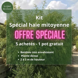 offre fargesia rufa