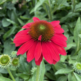 Echinacea purpurea Lakota Red
