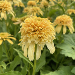 Gros plan fleur double jaune citron d'Echinacea Lemon Drop