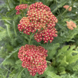 Fleurs de l'Achillea millefolium Belle Epoque