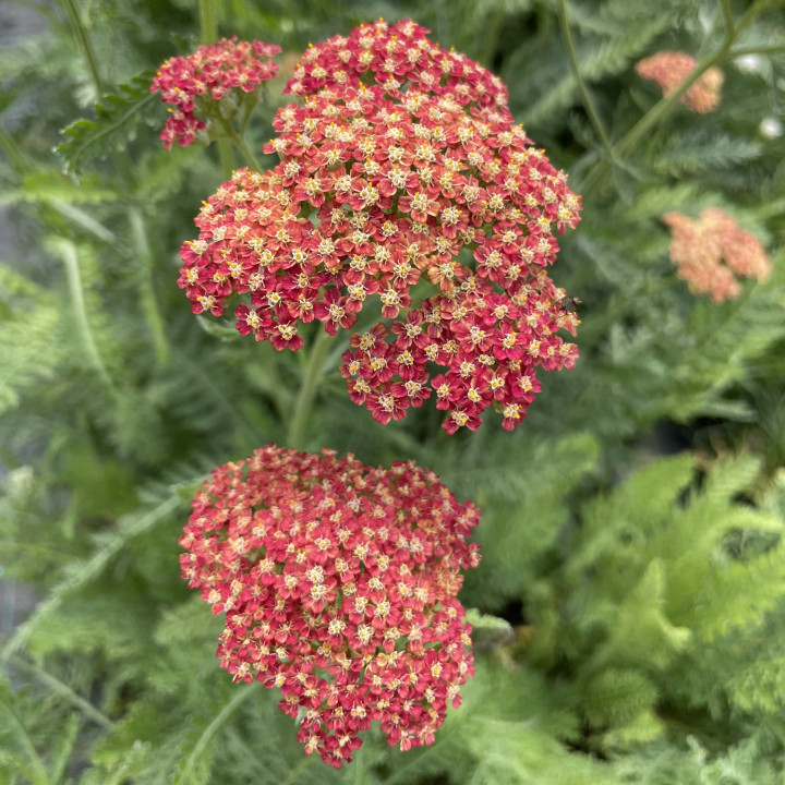 Fleurs de l'Achillea millefolium Belle Epoque