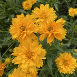Coreopsis grandiflora Early Sunrise