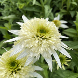 Echinacea purpurea Meringue