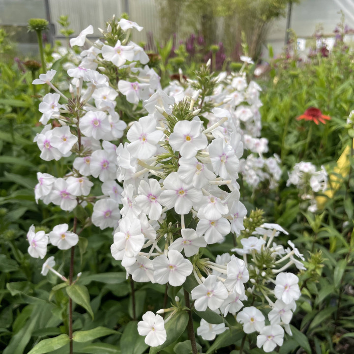 Phlox maculata Delta