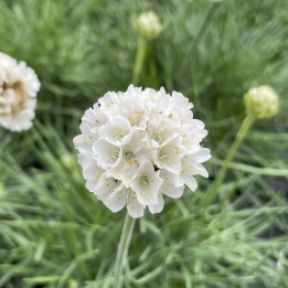 Armeria maritima Alba