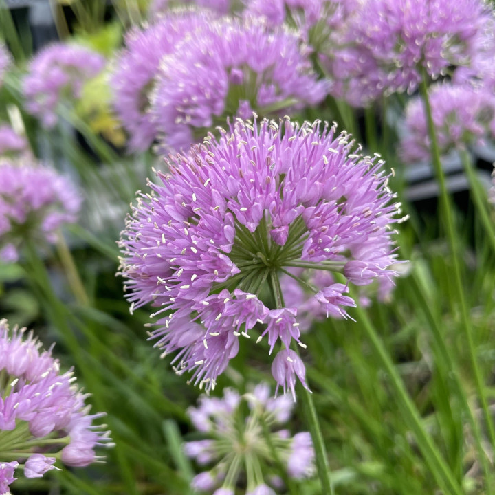 Allium Millenium