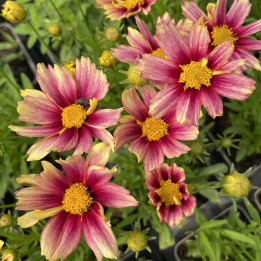 Coreopsis grandiflora Solanna Sunset Burst