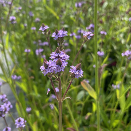 Verbena Lavender Spires