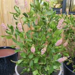 Clethra alnifolia Ruby Spice