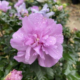 Hibiscus syriacus Ardens