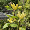 Magnolia Yellow River