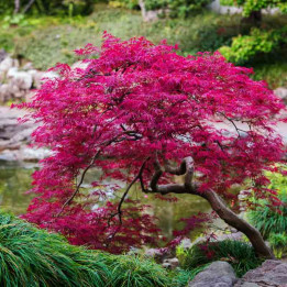 Acer palmatum Little Red