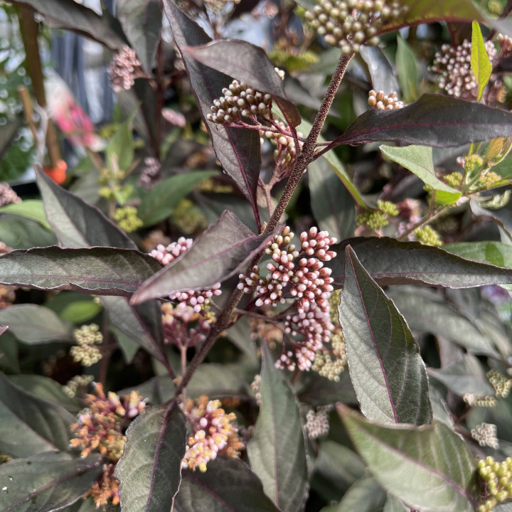 Callicarpa bodinieri Pearl Glam | Arbuste | Le châtel des vivaces