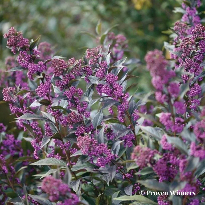 Callicarpa bodinieri Pearl Glam