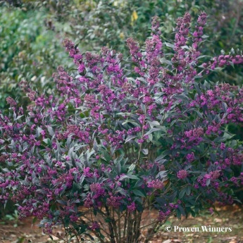 Callicarpa bodinieri Pearl Glam