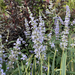 Vitex agnus castus Latifolia