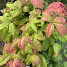 Nandina domestica Fire Power