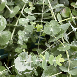 Eucalyptus pulverulenta Baby Blue