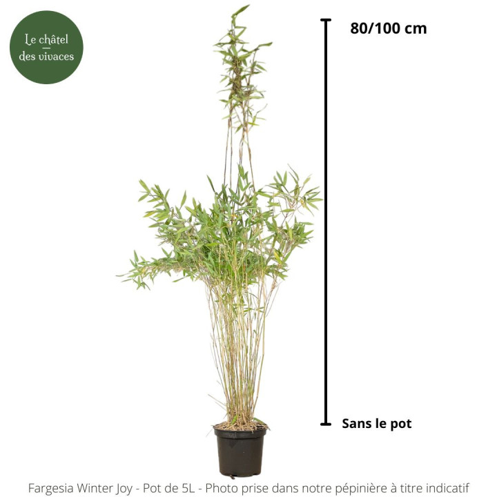 Fargesia Winter Joy