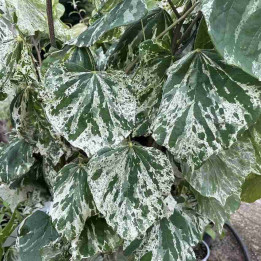 Cercis canadensis Alley Cat