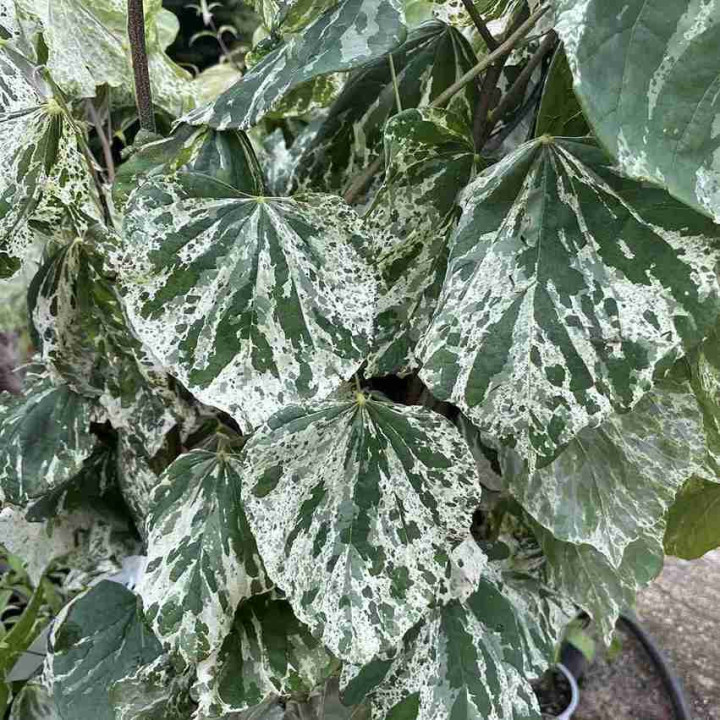 Cercis canadensis Alley Cat