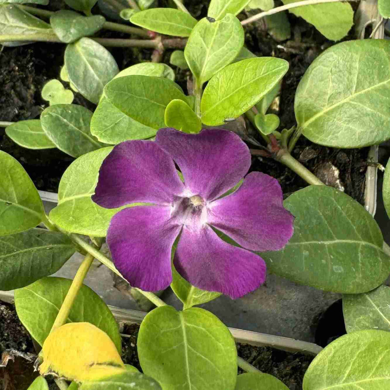 Vinca minor Atropurpurea Vinca minor Atropurpurea