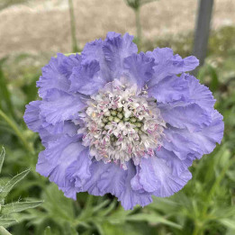 Fleur de la Scabiosa caucasica Perfecta