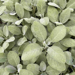 Salvia officinalis Berggarten