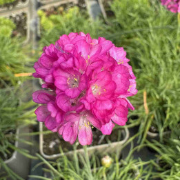 Armeria maritima Rosea Compacta