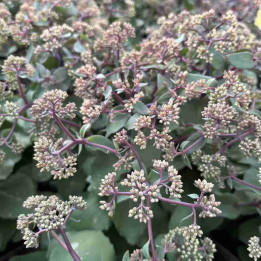 Sedum telephium Seduction Rosé Soirée