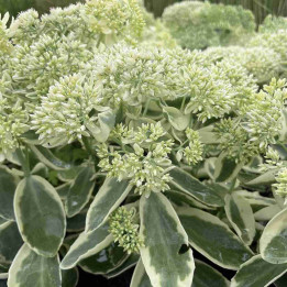 Sedum lajos Autumn Charm