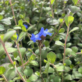 Ceratostigma griffithii