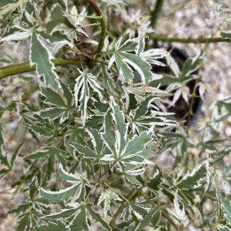 Acer palmatum Lyoshi