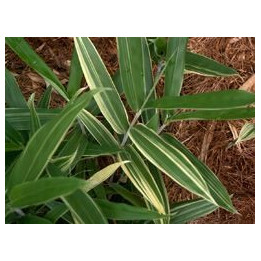 Bambou - Arundinaria argenteostriata Albostriata