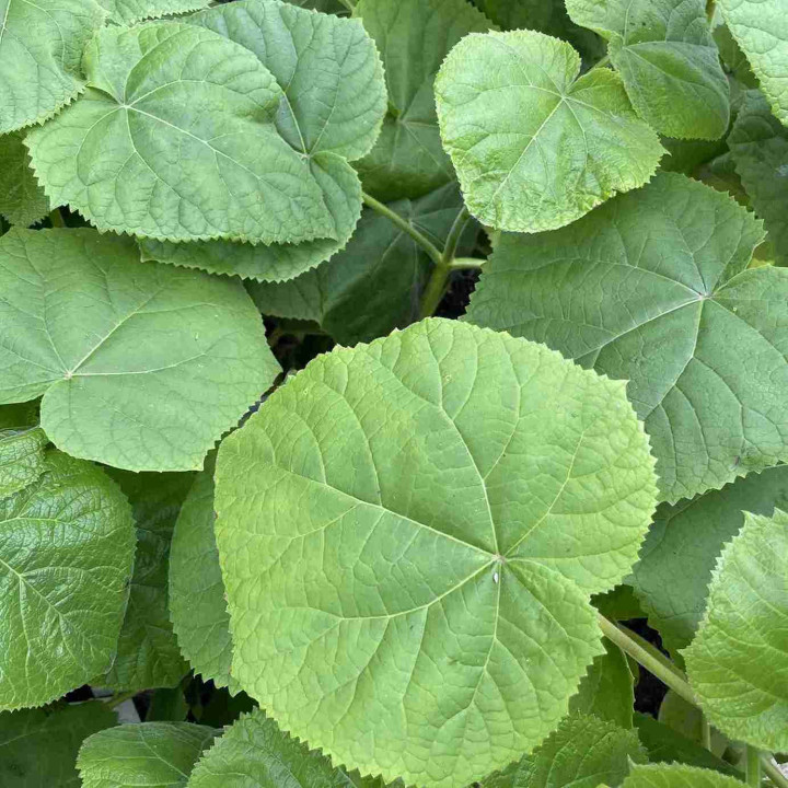 Paulownia tomentosa