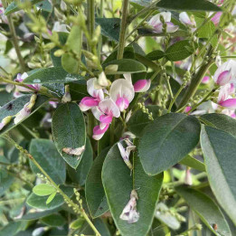 Lespedeza Edo-shibori