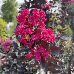Lagerstroemia Shell Pink