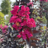 Lagerstroemia indica Shell Pink - Lilas des Indes
