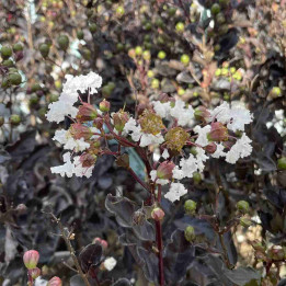 Lagerstroemia Pure White