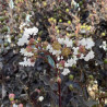 Lagerstroemia indica Pure White