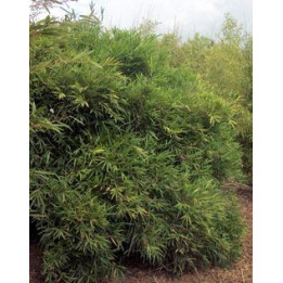 Bambou - Arundinaria chino