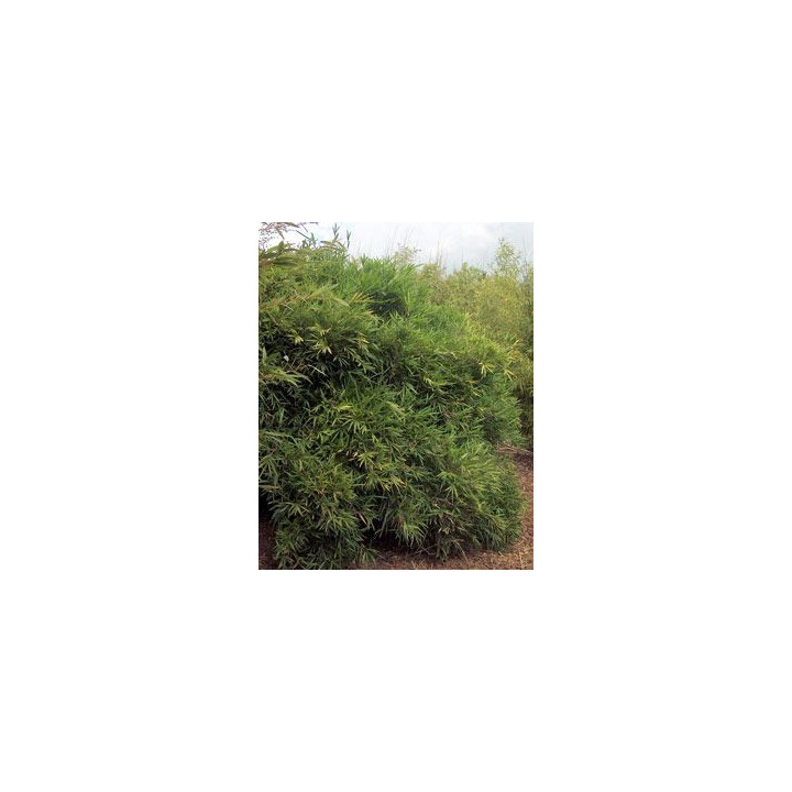 Bambou - Arundinaria chino