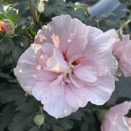 Hibiscus Pink Chiffon