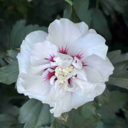 Hibiscus Speciosus
