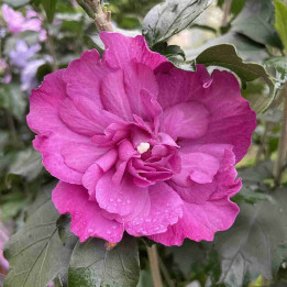 Hibiscus Magenta Chiffon