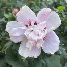 Hibiscus Lady Stanley