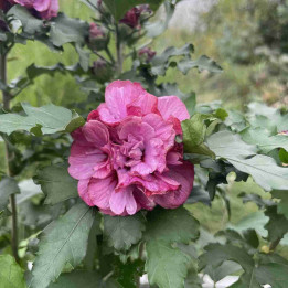 Hibiscus Duc de Brabant